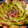 Sempervivum 'Lionille'