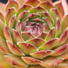 Sempervivum 'Lionille'