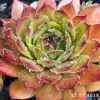 Sempervivum 'Lionille'