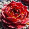 Sempervivum 'Lionille'