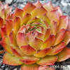 Sempervivum 'Lionille'