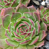 Sempervivum 'Lionille'