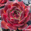 Sempervivum 'Lionille'