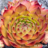 Sempervivum 'Lionille'