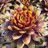 Sempervivum Chick Charms® 'Gold Rush'