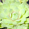 Sempervivum 'Grinch'