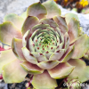 Sempervivum 'Brigitte'
