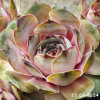 Sempervivum 'Brigitte'