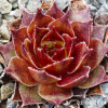 Sempervivum 'Hatschipuh'