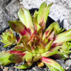Sempervivum 'Hatschipuh'