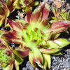 Sempervivum 'Hatschipuh'