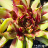 Sempervivum 'Hatschipuh'