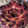 Sempervivum Chick Charms® 'Butterscotch Baby'