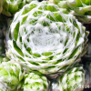 Sempervivum 'Arctic'
