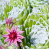 Sempervivum 'Arctic'