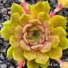 Sempervivum 'Kupferkessel'