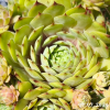 Sempervivum 'Kupferkessel'