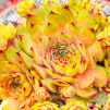 Sempervivum 'Kupferkessel'