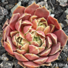Jovibarba heuffelii 'Angel Wings'