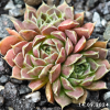 Jovibarba heuffelii 'Angel Wings'