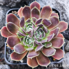 Jovibarba heuffelii 'Angel Wings'