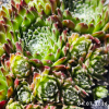 Sempervivum 'Käpt'n Wolli'