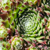 Sempervivum 'Käpt'n Wolli'