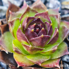 Sempervivum 'Boléro'