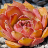 Sempervivum 'Boléro'