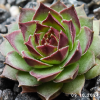Sempervivum 'Boléro'