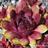 Sempervivum 'Boléro'