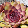 Sempervivum 'Boléro'
