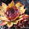 Sempervivum 'Boléro'