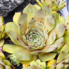 Sempervivum 'Baggara'