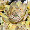 Sempervivum 'Baggara'