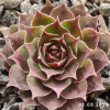 Sempervivum 'Cinderella'