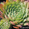Sempervivum 'Cinderella'