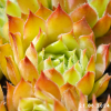 Sempervivum 'Cinderella'