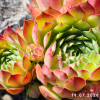 Sempervivum 'Cinderella'