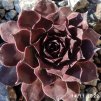 Sempervivum Chick Charms® 'Strawberry Kiwi'