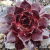 Sempervivum Chick Charms® 'Strawberry Kiwi'