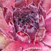 Sempervivum Chick Charms® 'Strawberry Kiwi'
