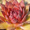 Sempervivum 'Fashion Diva'