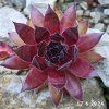 Sempervivum 'Fashion Diva'