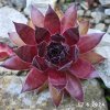 Sempervivum Chick Charms® 'Strawberry Kiwi'