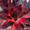Sempervivum Chick Charms® 'Strawberry Kiwi'