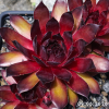 Sempervivum 'Fashion Diva'