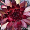 Sempervivum 'Herzensschöner'