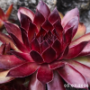 Sempervivum 'Herzensschöner'