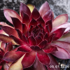 Sempervivum 'Herzensschöner'